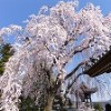 ●千光寺のしだれ桜　ほぼ満開