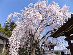 ●千光寺のしだれ桜　ほぼ満開