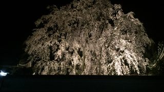 ●千光寺しだれ桜